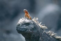 Meeresechse, Galápagos