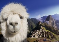 FF-Llama