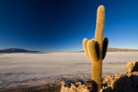 Säulenkakteen am Rande des Salar de Coipasa